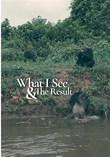 What I saw & the results: I was nervous being this close. We’re taught that chimpanzees are dangerous, volatile, something to fear. But those stories almost always come from chimps placed in environments that are violent to their nature. Captivity. Isolation. Control. Constant surveillance. Put any group under those conditions, deny autonomy, disrupt family and community, then criminalize their reactions, and the pattern feels painfully familiar. Watching them here, in a space that honors their 