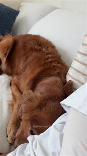 My Dog Gets Embarrassed After Burping #shorts #dog