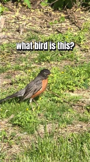 what bird is this?