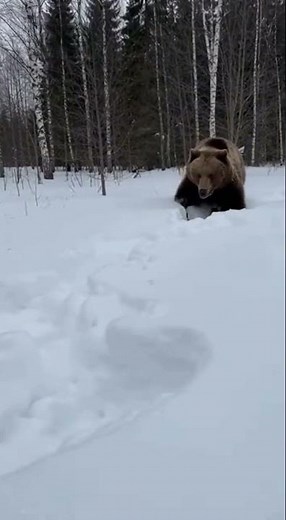 Cat Chases Bear Into the Woods