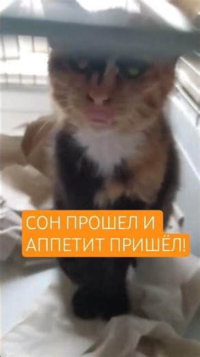 #cat #кот #catlovers #catshorts #animals #anime #cats #kitten #kidsvideo #catvideos #catlife