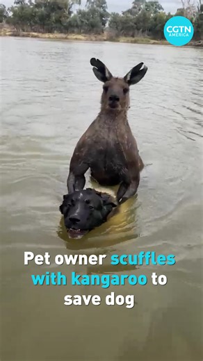 An Australian pet owner rushed to the aid of his beloved canine in Midura, Australia on Oct. 16, after a kangaroo attempted to drown his dog. The Australian man scuffled with the kangaroo until the marsupial released the dog. He managed to escape the incident with minor wounds to his hands, while his dog went unscathed. | CGTN America