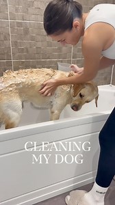 21K views · 302 reactions | Doggy Deep Clean Before His Sleepover #dogcleaning #cleanwithme #deepclean #satisfyingcleaning #petcare | Lou’s Home | Facebook