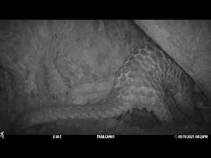 In the Intimacy of Wild Pangolins - Part 3