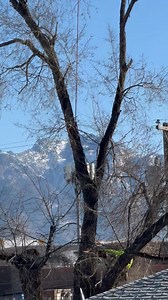 1.2M views · 7.1K reactions | Crane Day for Tree Removal! Oh, yeah! We’re bringing out the crane today to tackle some big jobs! When a tree is too tall or in a tricky spot, we call in the big equipment to make sure it’s removed safely and efficiently.  Our team is ready for anything—nothing beats the power of a crane! #TreeRemoval #CraneDay #BigJobs #TreeService #EfficientAndSafe #TreeExperts #Arborist #SaltLakeCity #UT | Rent A Monkey Tree Service | Facebook