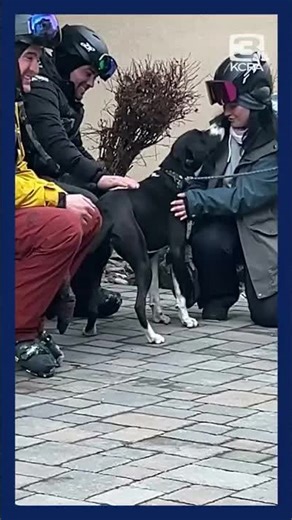 Dogs enjoy the Sierra Mountains