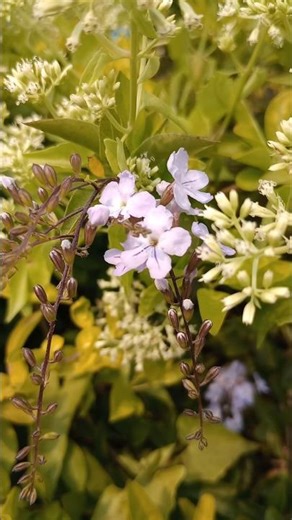 Duranta erecta, species of flowering shrub