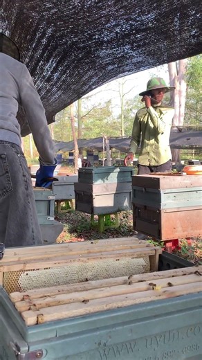 Beekeeping Routine 🐝 | Hive Care & Active Bee Colony #Shorts