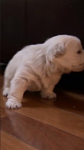 Adorable West Highland Terrier Puppy Has Trouble Finding Her Footing | Too Cute! | Animal Planet