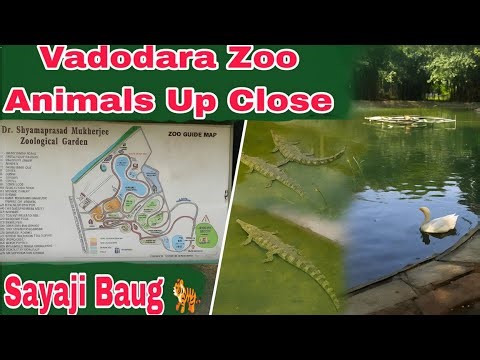 Vadodara Zoo Animals | Sayaji Baug Wildlife Tour 🐯🦜