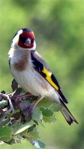 Female European Goldfinch Panoramic View | 4K