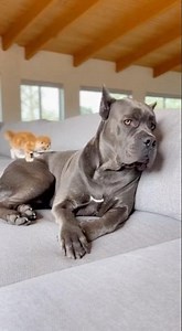 Mom Cat Warning: Big Dog Chooses Social Suicide🤔🤔 #cat #funny #cute #funnycats