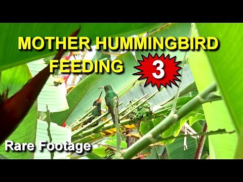 Rare Footage of Mother Hummingbird Feeding Juvenile and Two Baby Birds