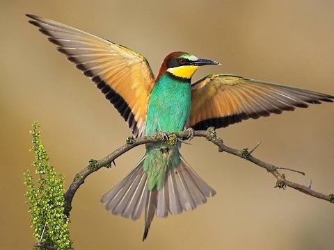 ABELHARUCO - MEROPS APIASTER
