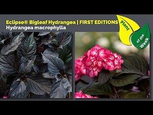 Eclipse® Bigleaf Hydrangea | FIRST EDITIONS | Hydrangea macrophylla