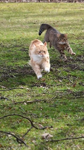 Slow Motion Running Cats Compilation