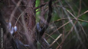 cute fox squirrels sitting between branches in the forest
