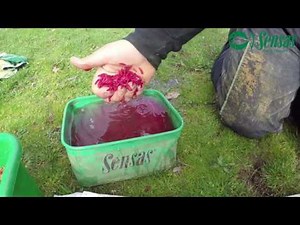 Follow Olivier Defrocourt's preparation of the groundbait and bait