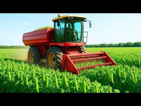 How American Farmers Mechanize Green Pea Harvests Across Millions of Acres | Agriculture Documentary