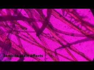 Lambda plate and polarized light on the Zeiss Axioskop microscope