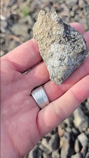 #horncoral #michigan #devonian #beachcombing #alpena #fossil #quarry#rocks #rockhounding #rugosa