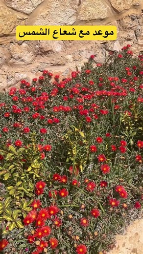 أزهار توقظها الشمس Ice plant