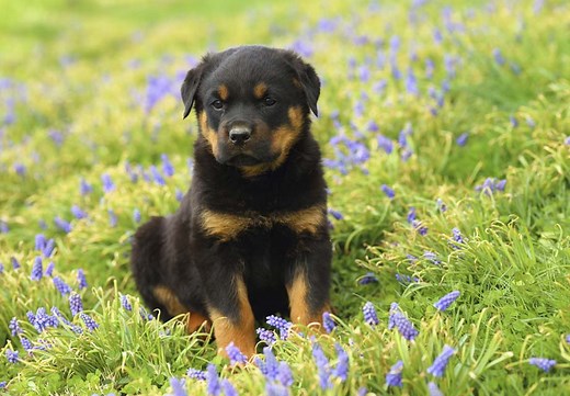 Rottweiler Puppies For Sale