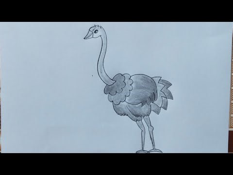Ostrich drawing // how to draw ostrich