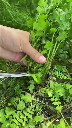 Home Vegetable Garden Ideas | Grow Fresh Vegetables Easily 🌱