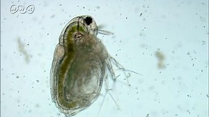 小さな生き物ミジンコ | NHK for School