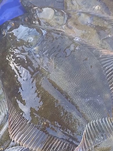 Understanding Tides for Successful Flounder Fishing