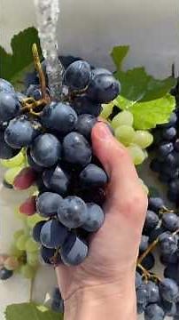 🔥Top 10 Natural Remedies Everyone Should Know | Simple Daily Health Tips🌿💚✨ #shortsfeed #food #viral