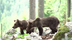 Brown bear searching for food. Bear feed in the forest. European wildlife nature. Stock Video