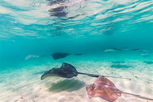 The secret life of stingrays: facts, myths and dangers