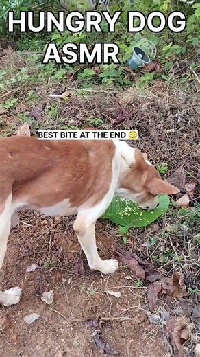 Hungry Dog ASMR Eating 🐶🔊 Crunchy Food Sounds (SO SATISFYING)