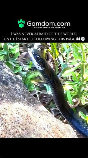 wierd_world on Instagram: "In the natural world, the act of a snake eating another snake is a biological phenomenon known as ophiophagy. While it may seem jarring, this behavior is a specialized survival strategy utilized by several species to reduce competition and secure a high-protein meal. The most famous example is the King Cobra, whose scientific name, Ophiophagus hannah, literally translates to "snake-eater." These predators have evolved physical adaptations to handle venomous prey, such 