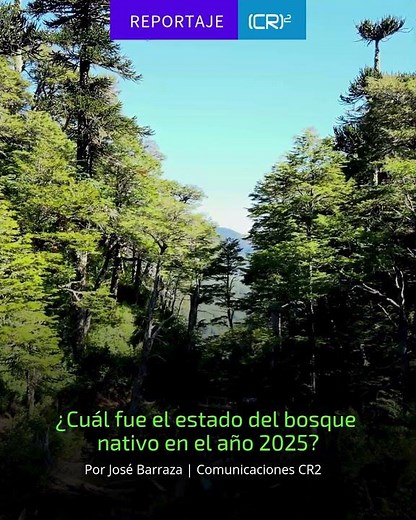 🌳 Reportaje CR2 | ¿Cuál fue el estado del bosque nativo en el año 2025?