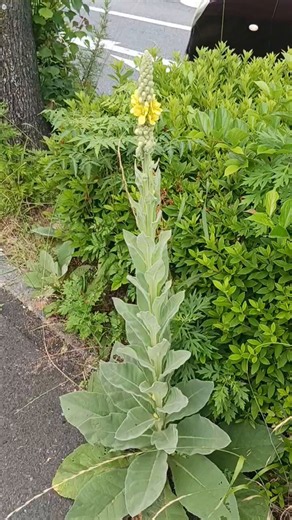 １週間見ない間に風景は変わるゴマノハグサ科モウズイカ属の2年草1mくらいに伸びてるんですが⁉️ビロードモウズイカ（天鵞絨毛蕊花）別名 ニワタバコハーブ名 マレインうちが冬越して春とずっと見てたんは、1年目のでかいキャベツ(借り物写真)ケシも生えてるし…みな元気やなあ✨