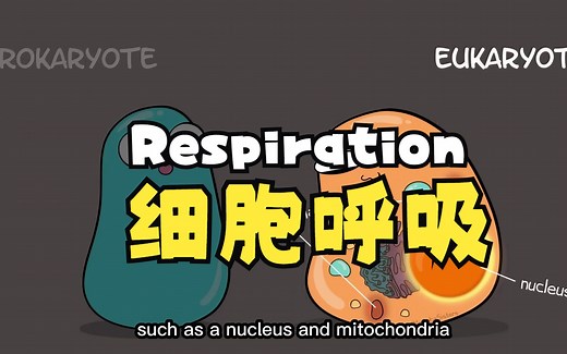 cellular respiration 细胞呼吸