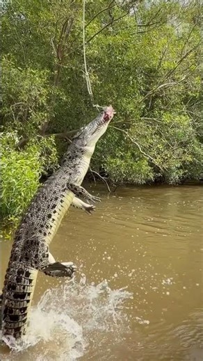 Crocodile Jump Attack – How High Can They Leap?