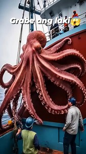 3.7K views · 19 reactions | Giant oktopus #supportmycontent #FishHunt #viral #millionviews | Mak Mak | Facebook