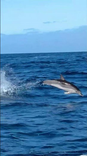 Your Sign to Visit Madeira Island