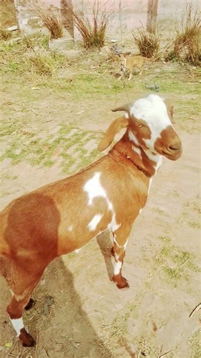 Angry Goat ##₹#%%#