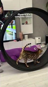 Guy Baby Proofs His House Because Of His 'Lunatic' Cats | The Dodo