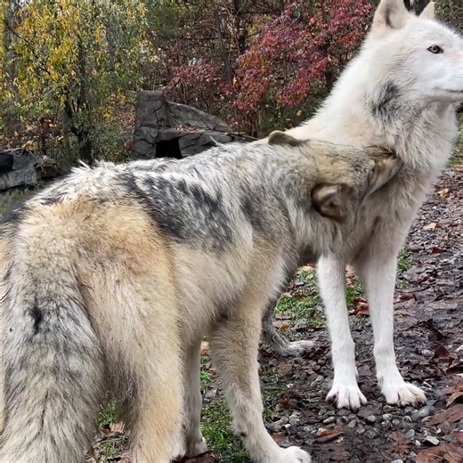 52K views · 12K reactions | For wolves, grooming helps strengthen family bonds. When Ambassador wolf Silas licks and nibbles Nikai, not only is Silas keeping his brother's fur clean and free of debris, but his grooming efforts are gestures of intimacy that reaffirm the unique emotional bonds that shape the foundation of the family. Because when it comes to wolves, it's all about family. | Wolf Conservation Center | Facebook