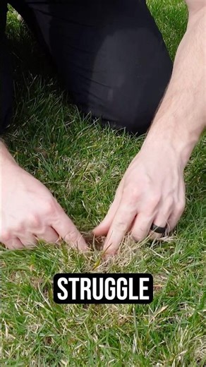 What is a thatch? Here is an example of a healthy thatch layer 💪🏼🌱 #lawncare #lawntips