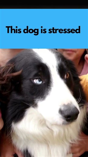 Stop Dog Bites: Kids & Dog Body Language