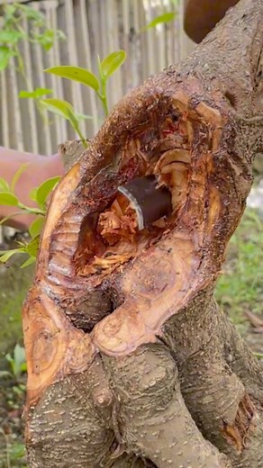 Free to expression. #bonsai #bonsaiwork #garden #gardening #diy #crafts #bonsailover #bonsaimania #bonsaiindonesia #fblifestyle | Herman Key