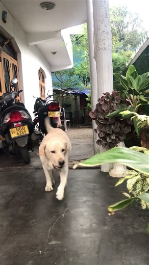 Koththu Song | කොත්තුව🔥💫 එක තමයි Trend එක..