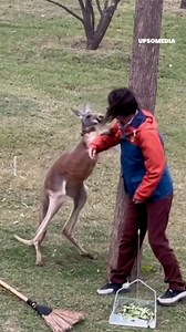 10K views · 175 reactions | A kangaroo wanted to challenge its keeper without imagining that the woman had quite the skill in self-defense. | The Kiwi | Facebook